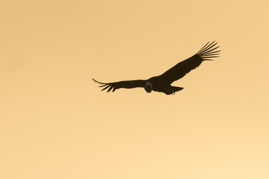 Photo en cadre - Le condor andin est le plus grand oiseau volant au monde  Cadre photo