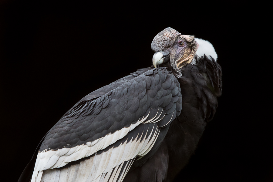 Le mâle Condor Andin possède une créte sur la tête et n'as pas l'oeil rouge comme la femelle.