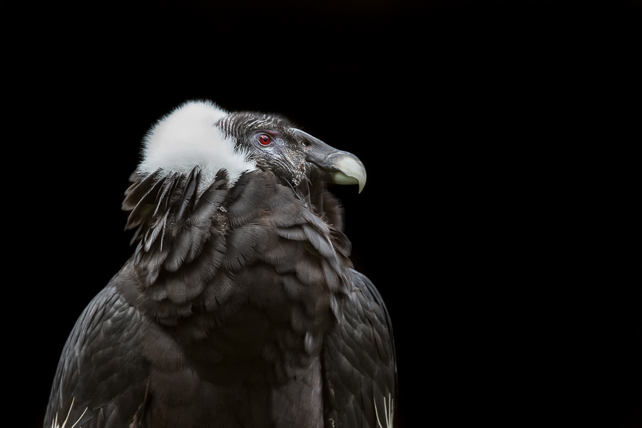 La femelle du Condor Andin ce différencie par l'absence de créte et un oeil rouge vif.
