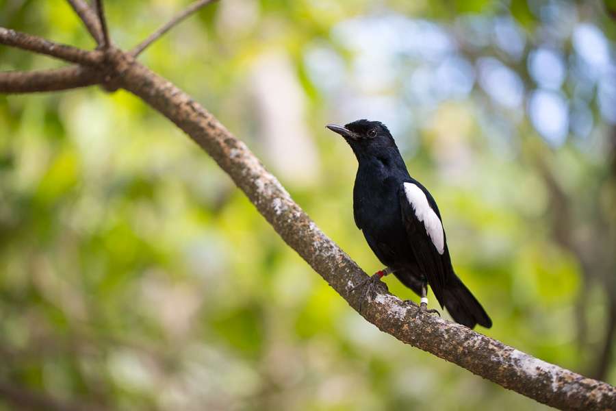 Seychelles Magpie-Robin (Copsychus sechellarum)