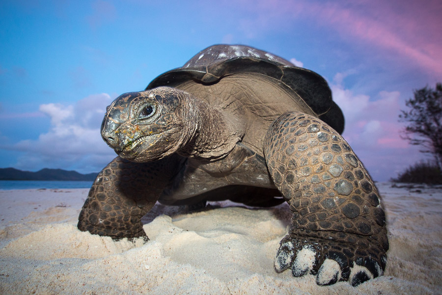 Tortue géante d'aldabra (Aldabrachelys gigantea)