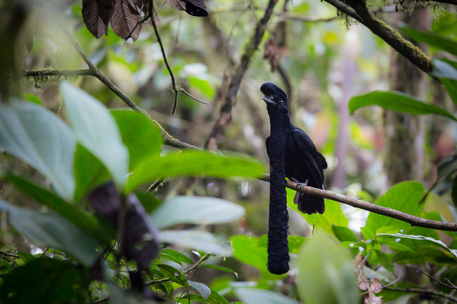 Le Coracine casquée (Cephalopterus penduliger) fait partie des 60 oiseaux endémiques du Chocó-Darién.