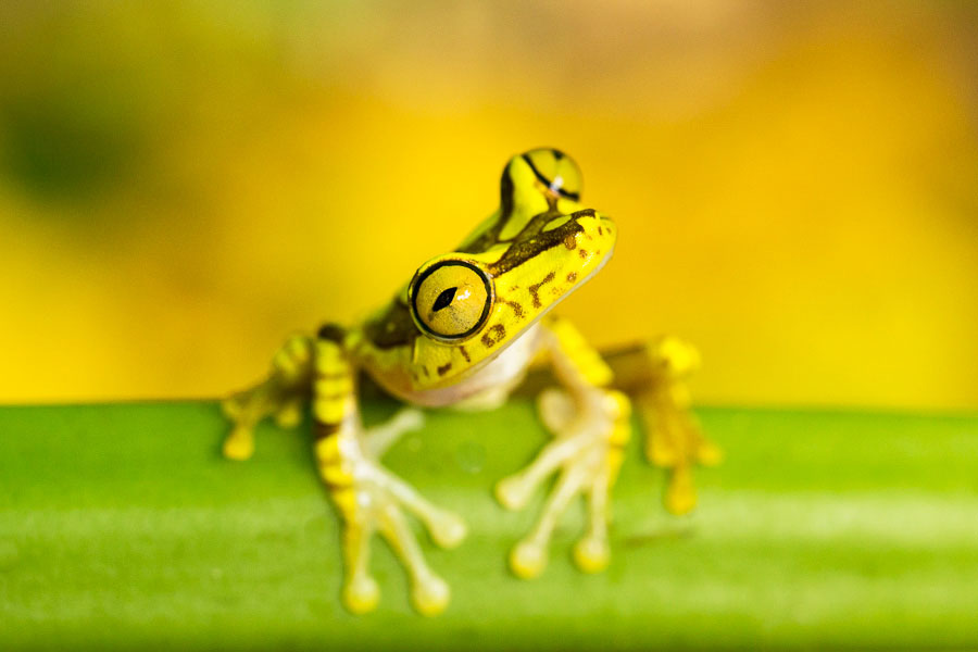 Cette grenouille arboricole (Hypsiboas picturatus), est endémique à la région du choco-darien en équateur.