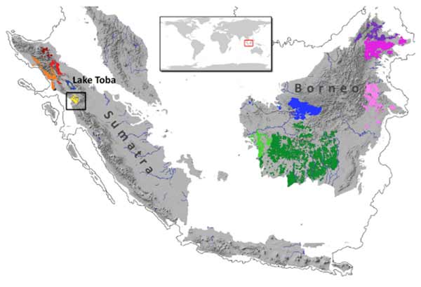 Carte de répartition des Orangs-outans