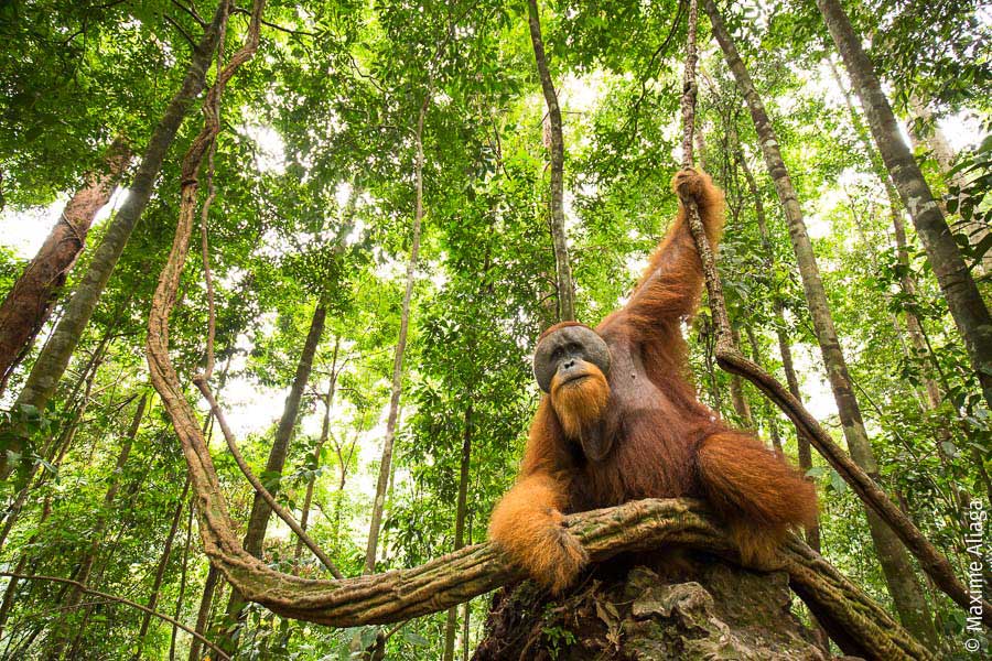 Découverte d’une nouvelle espèce d’orang-outan