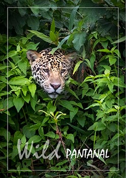 Photos Pantanal
