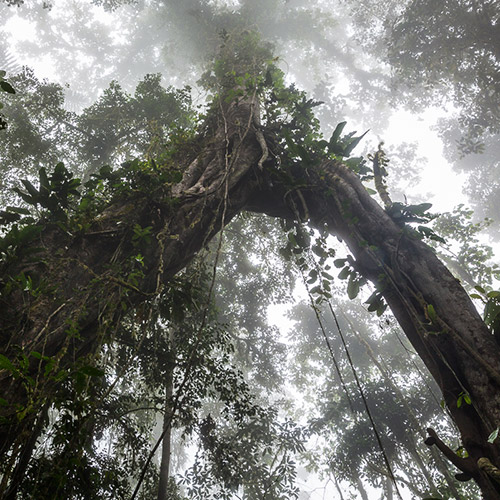 Sauver la forêt du chocó équatorien