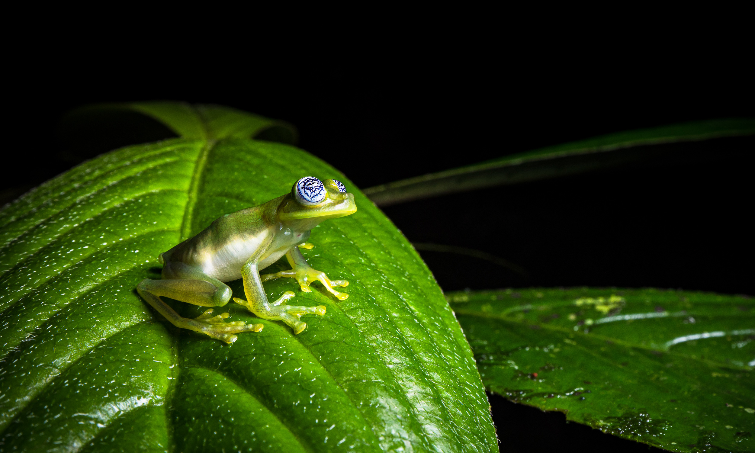 Grenouille des champs - Notre Nature