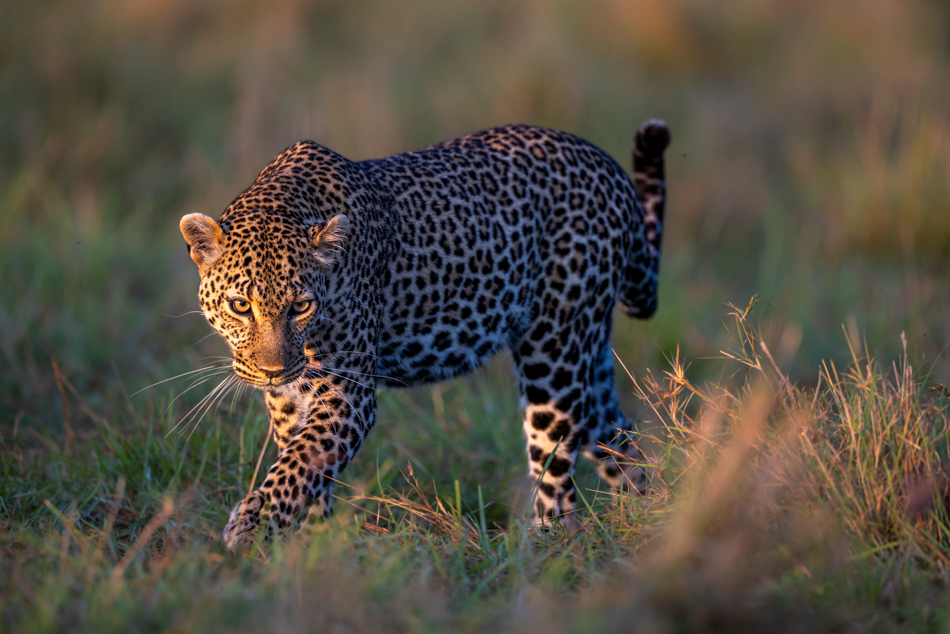 conseil pour faire de belle photos d'animaux