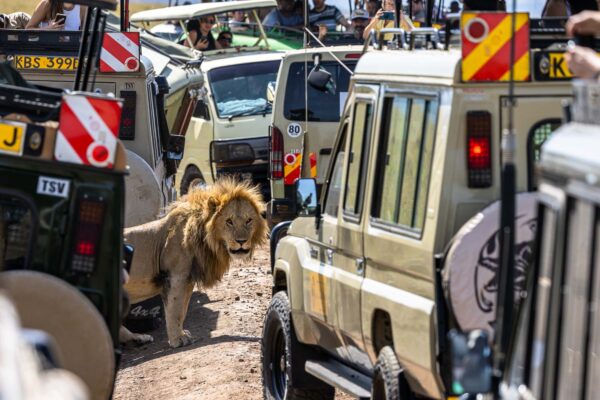 Lion (panthera leo) au milieu des voitures de tourismes au coeur du masai mara au Kenya.
