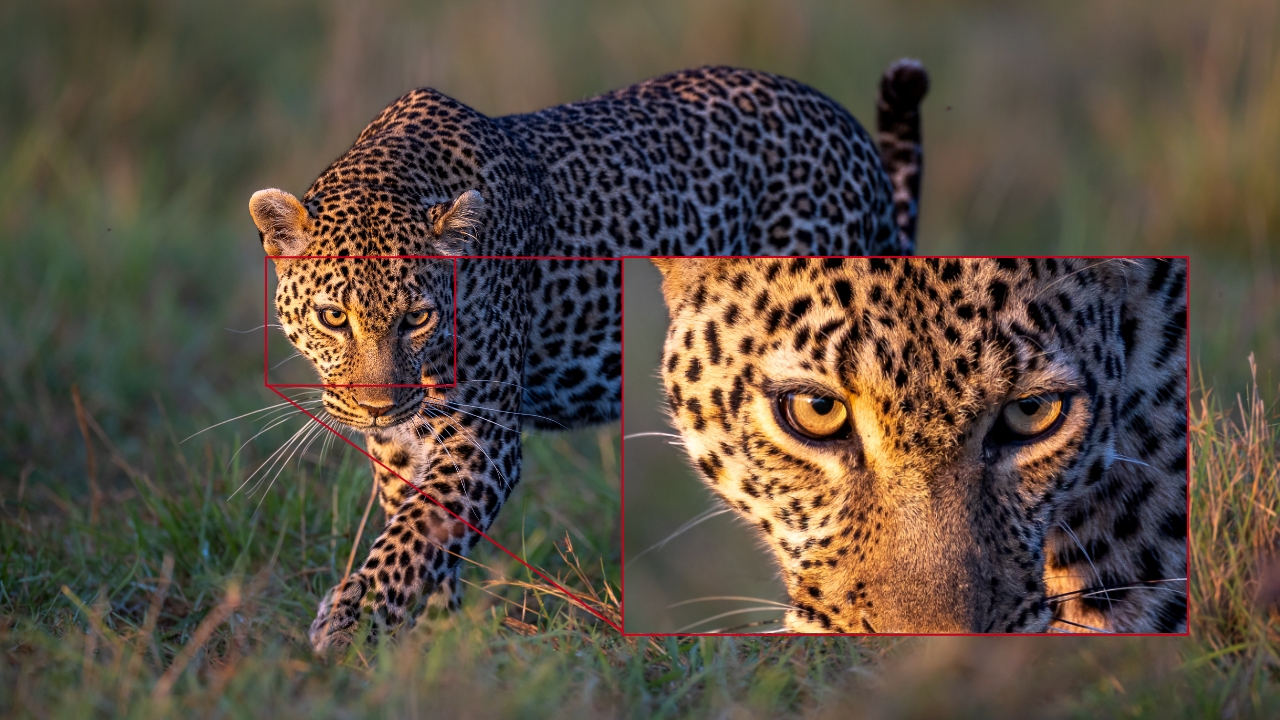 Leopard - Netteté en photo canon R5