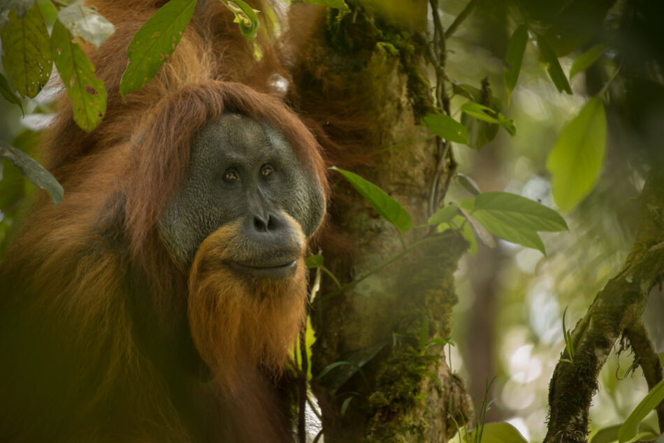 Orang outan - Traiter ces photos avec un logiciel - Maxime Aliaga