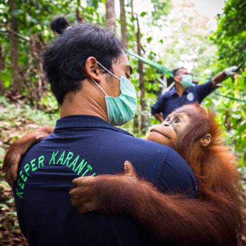 orangutan conservation - Maxime Aliaga Conservation photographer