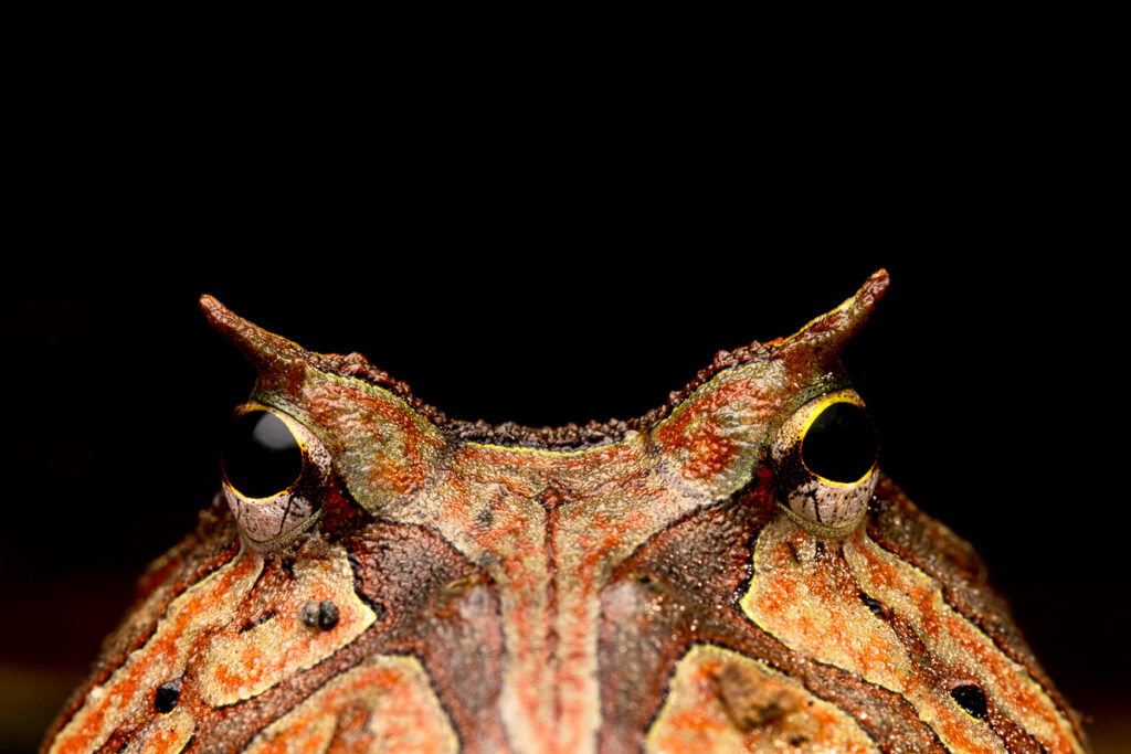 Crapaud cornu - Amazonian Horned Frog (Ceratophrys cornuta)