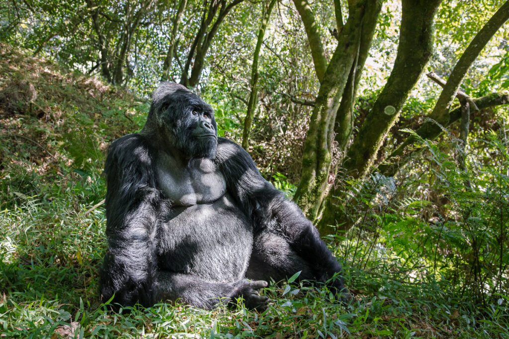 Gorille des Montagnes (Gorilla beringei beringei)