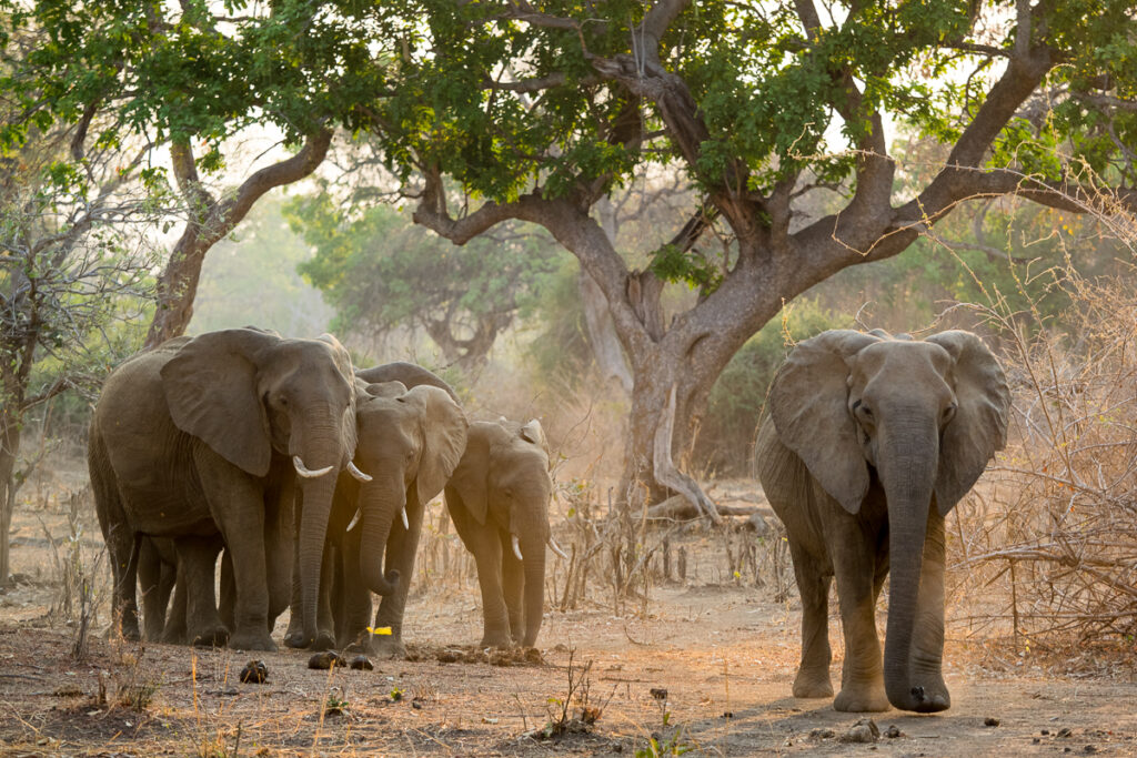 éléphants d'Afrique (Loxodonta africana)