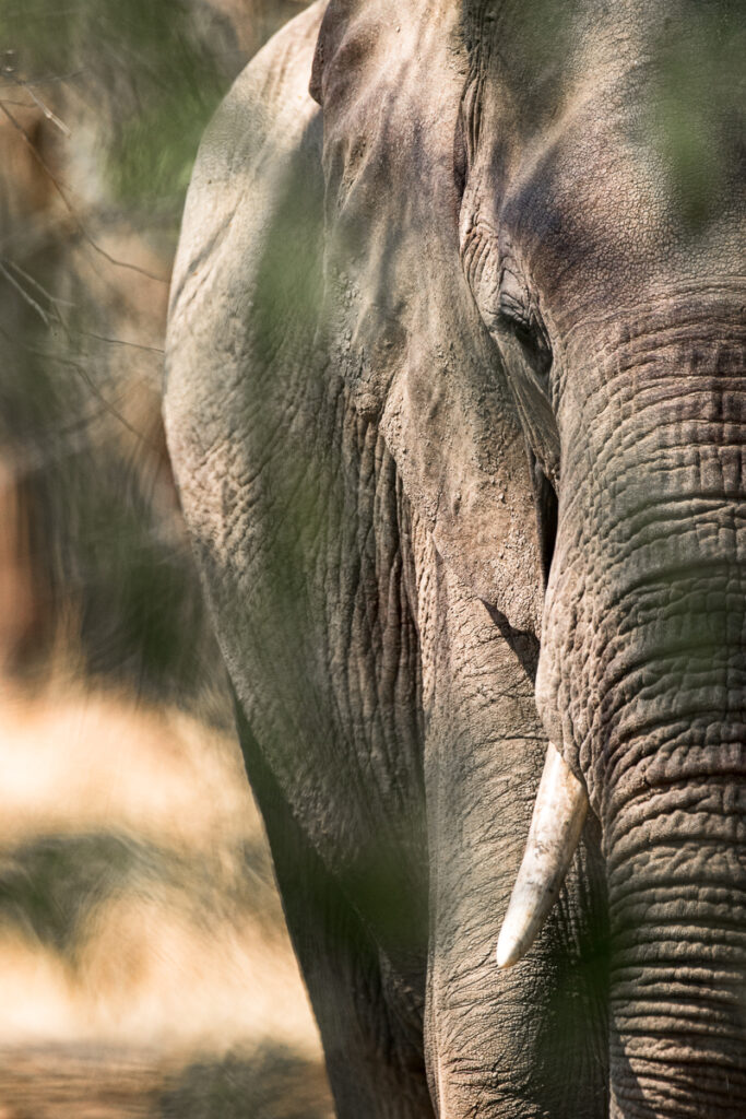 éléphants d'Afrique (Loxodonta africana)