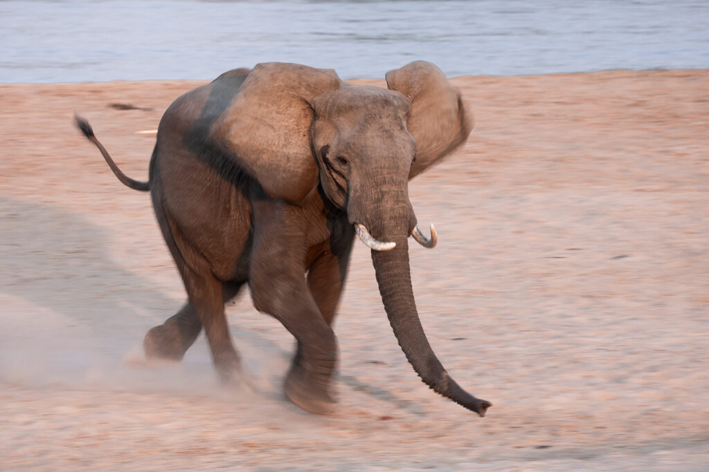 éléphants d'Afrique (Loxodonta)