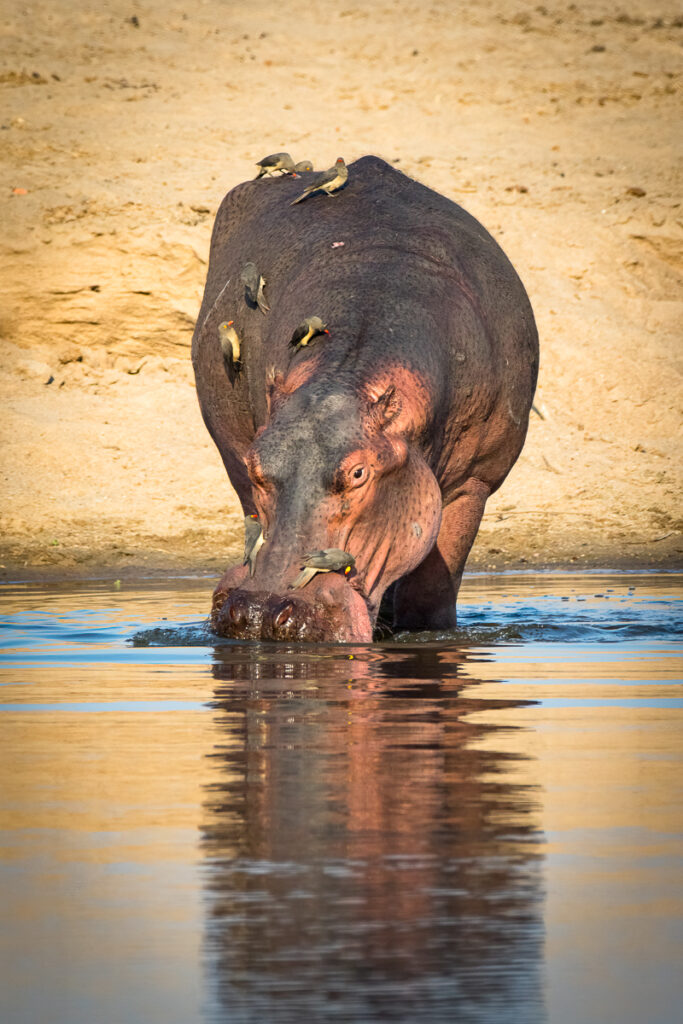 Hippopotame commun (Hippopotamus amphibius)