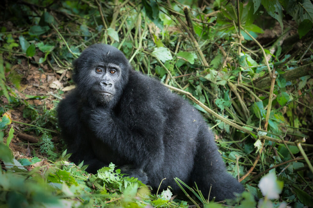 Gorille des Montagnes (Gorilla beringei beringei) 