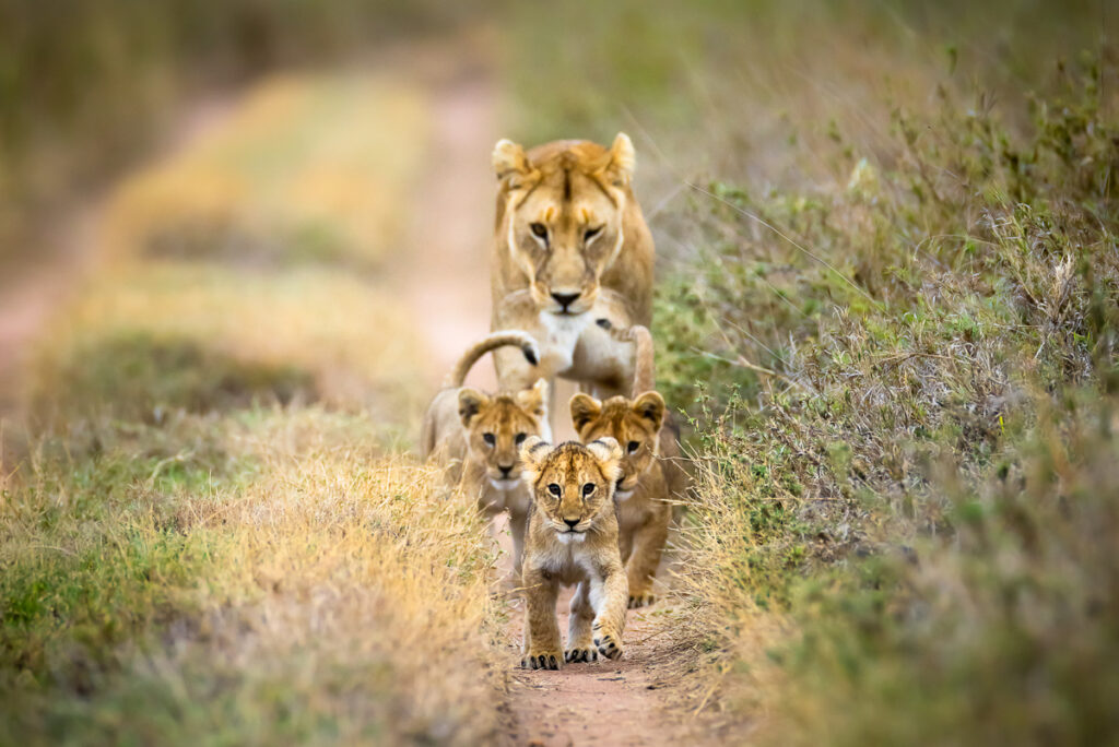 Lionne et ses petit - Panthera leo