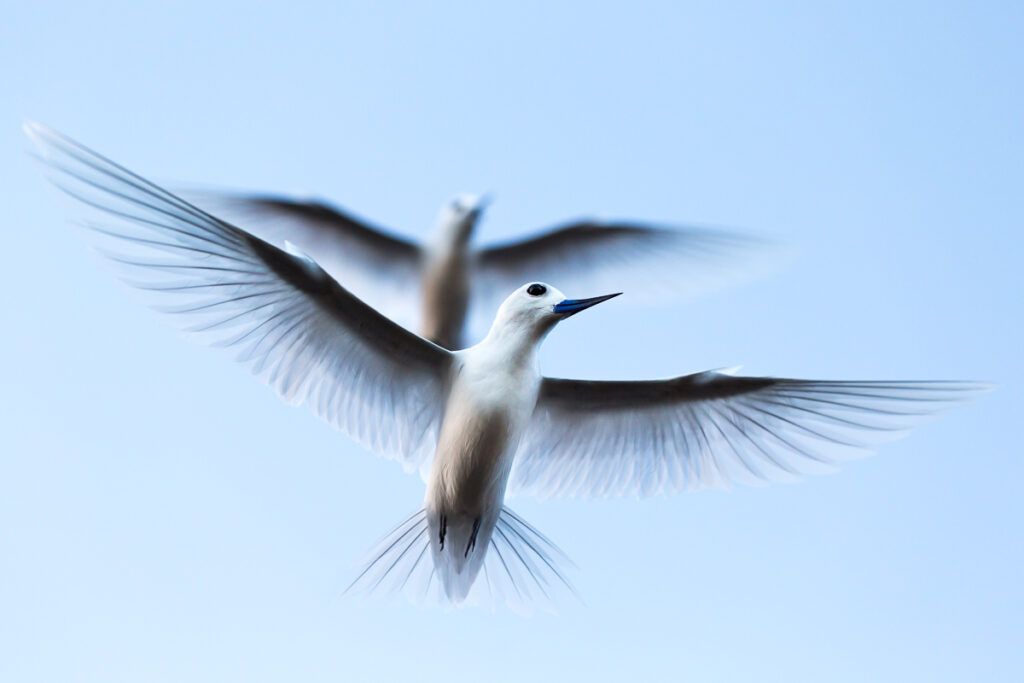White Tern (Sternula nereis)