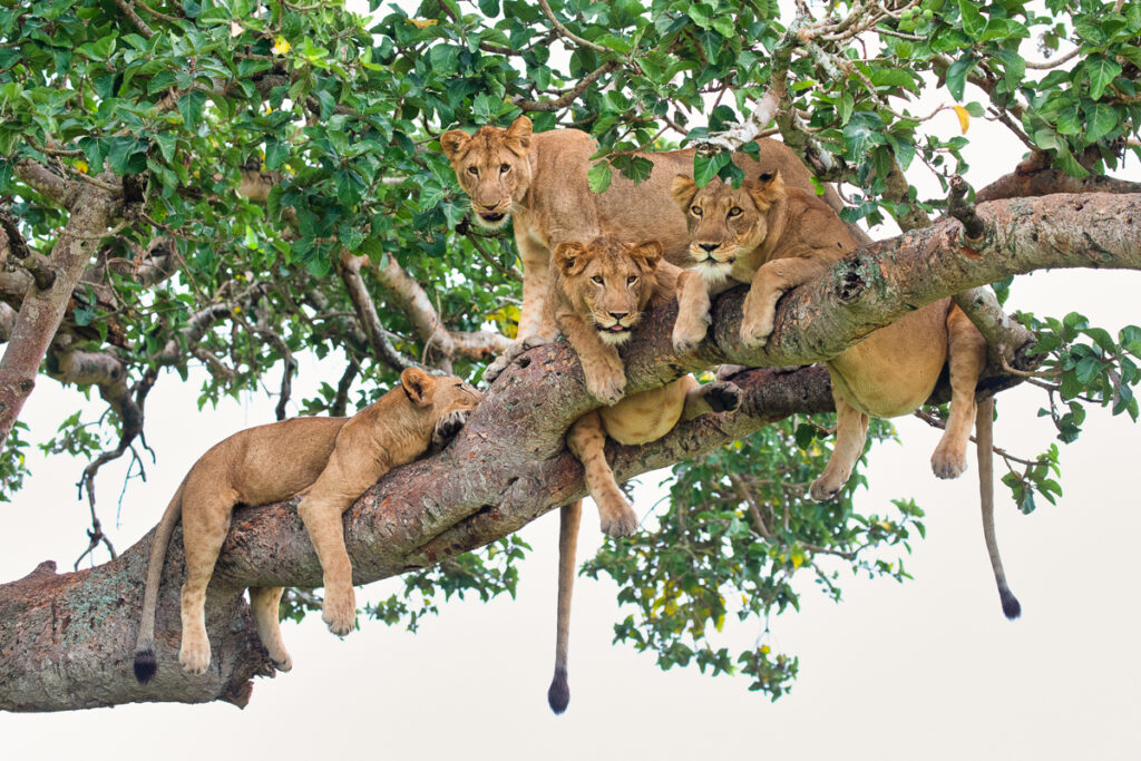 Lion (Panthera leo) dans les arbres