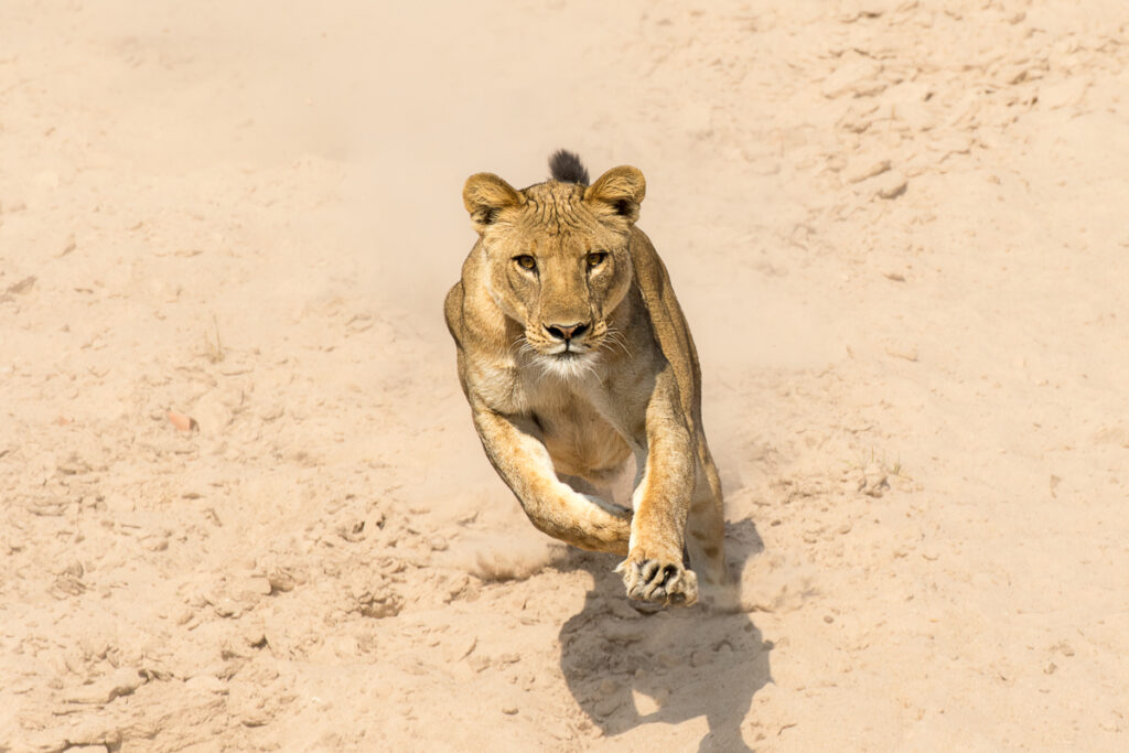 Lionness on hunt  (Panthera leo)