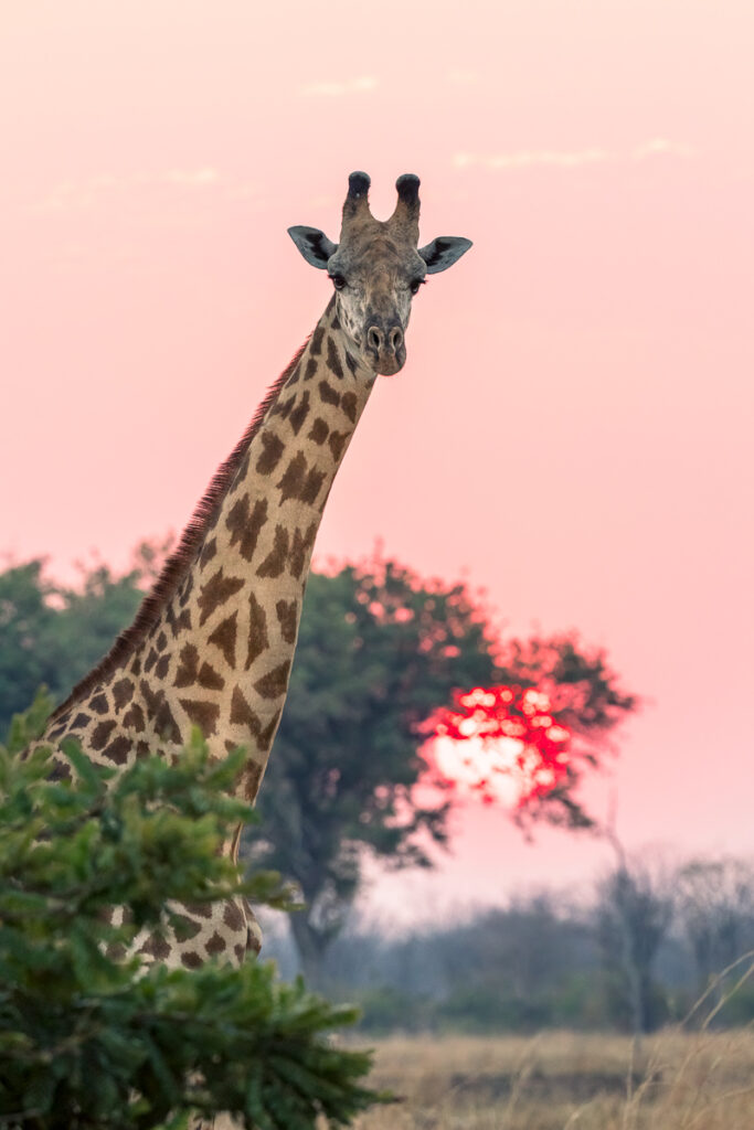 Girafe de Rhodésie (Giraffa camelopardalis thornicrofti)