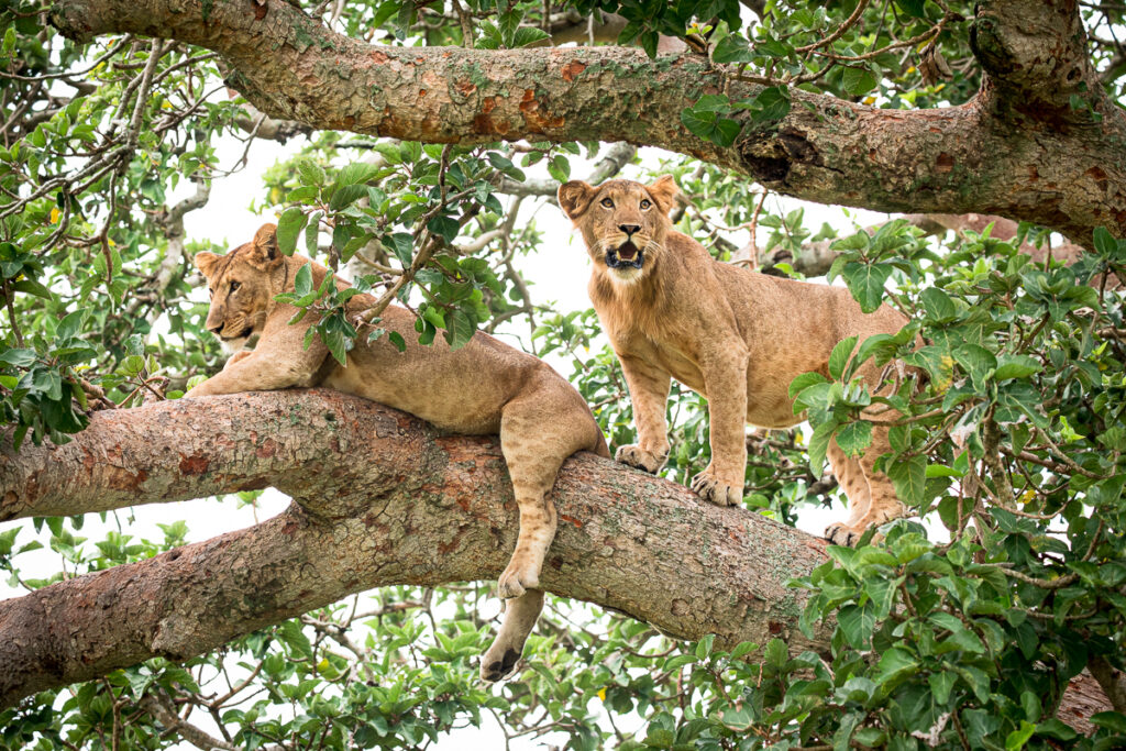 Lion (Panthera leo) dans les arbres