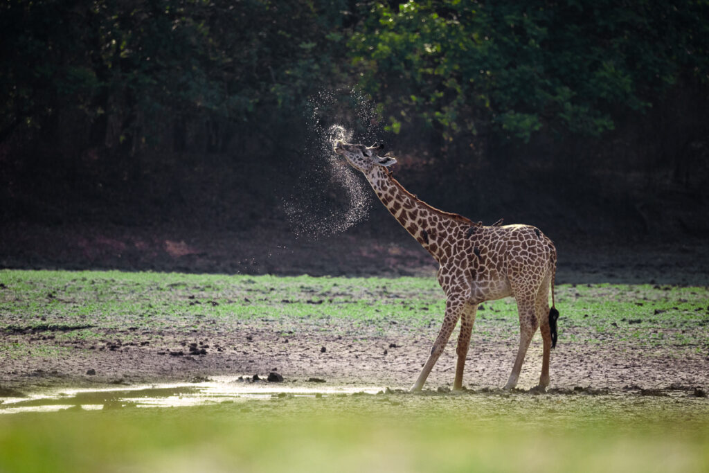 Girafe de Rhodésie (Giraffa camelopardalis thornicrofti)