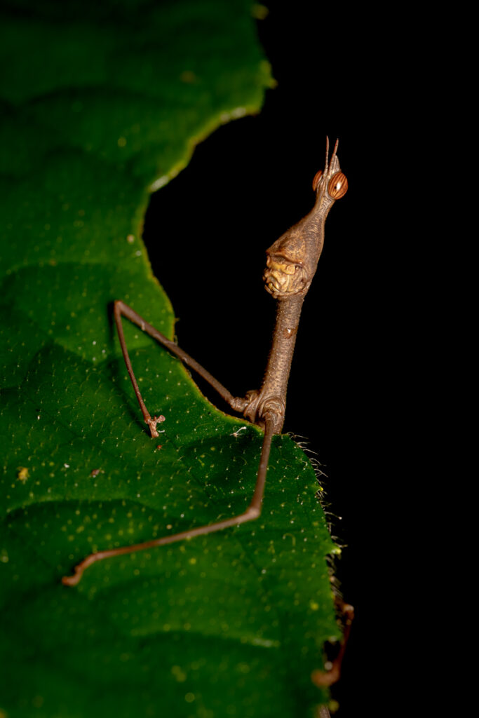 Jumping stick grasshopper (Apioscelis bulbosa)
