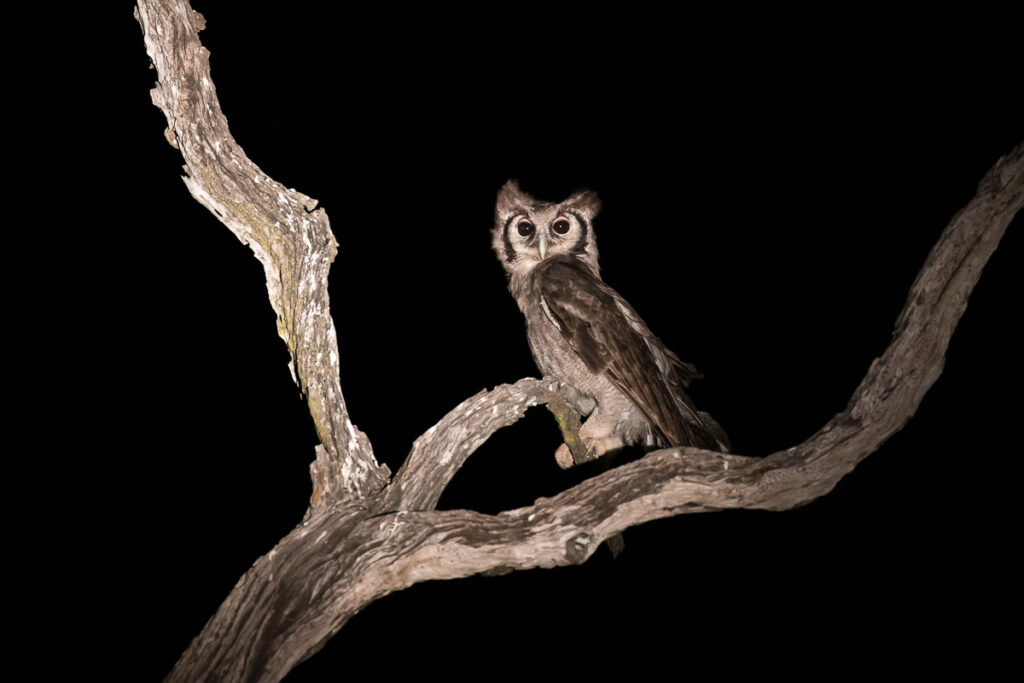 Verreaux's eagle-owl (Ketupa lactea)