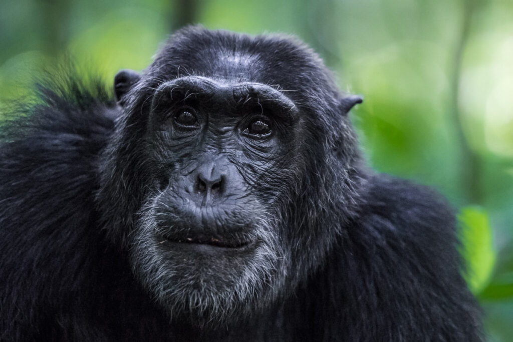  Chimpanzé commun (Pan troglodytes)