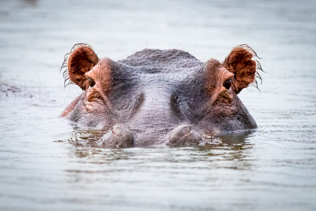 Hippopotame commun (Hippopotamus amphibius)