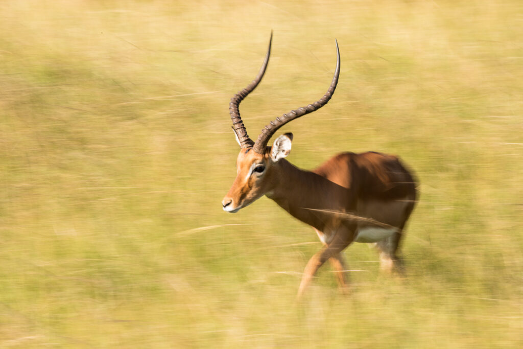 L'impala (Aepyceros melampus)