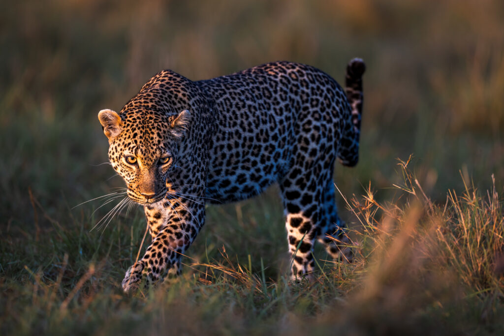 Leopard (panthera pardus) qui marche