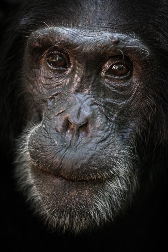  Chimpanzé commun (Pan troglodytes)