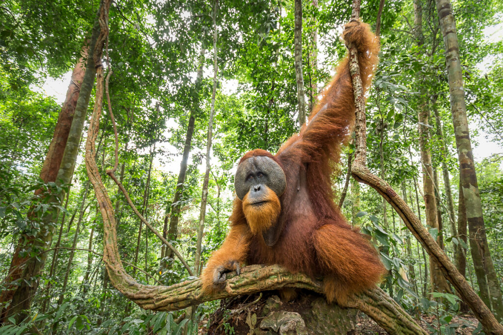 Male sumatran orangutan (Pongo abelii)