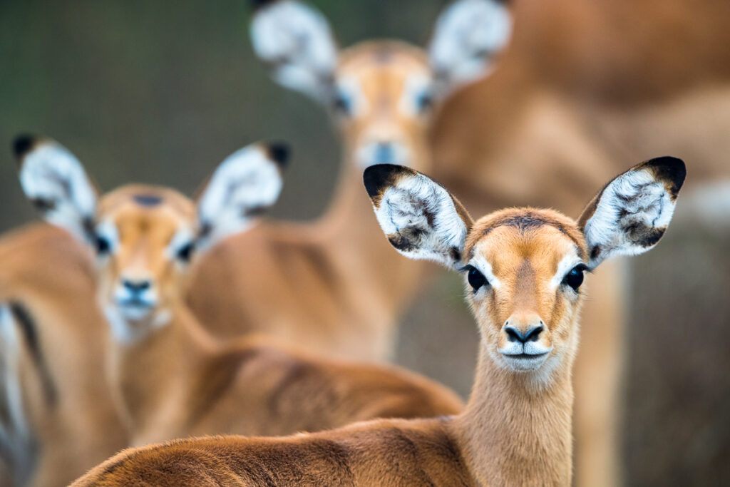 L'impala (Aepyceros melampus)