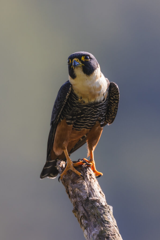 Faucon chauve-souris - Bat falcon (Falco rufigularis)