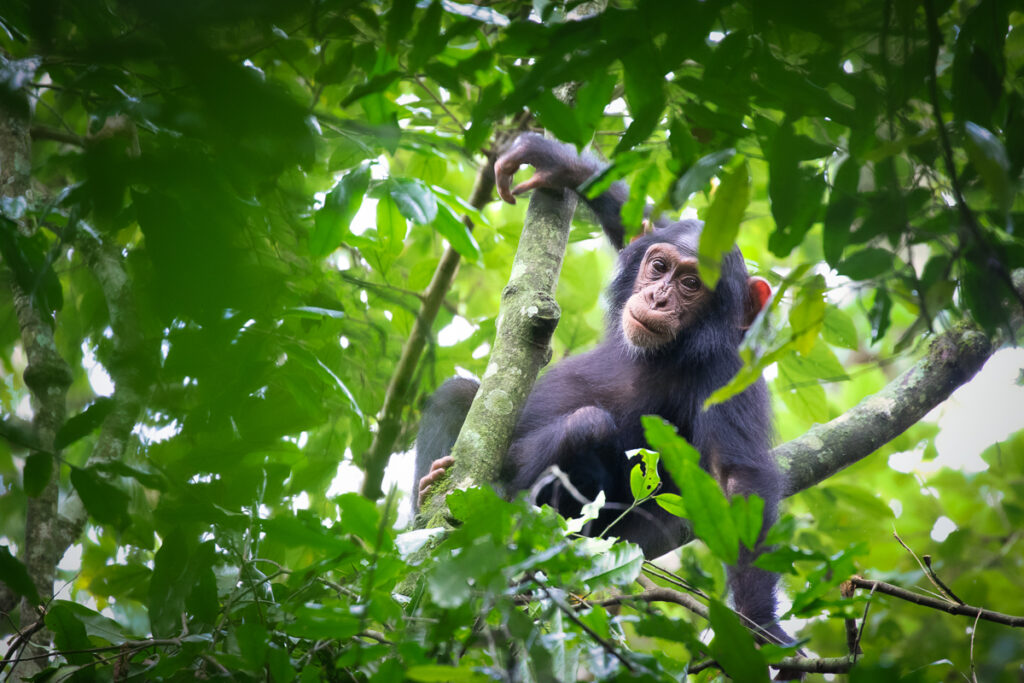 Chimpanzés commun (Pan troglodytes)