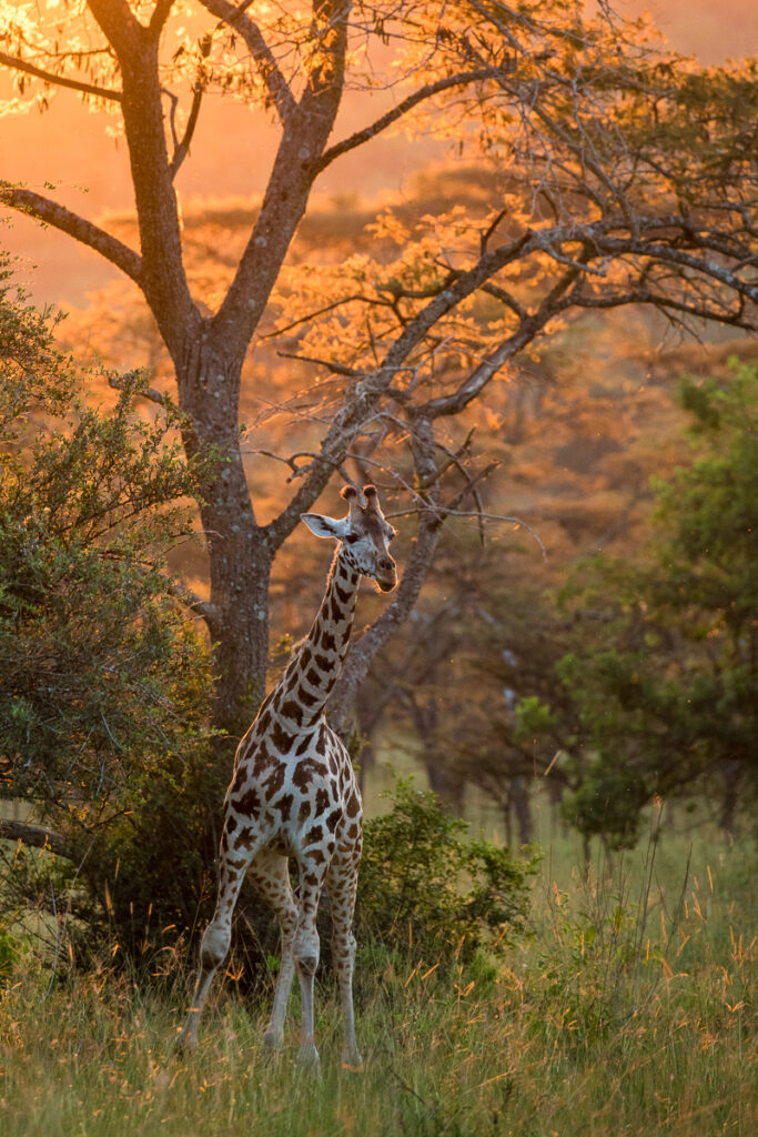 Girafe de Rothschild (Giraffa camelopardalis rothschildi)
