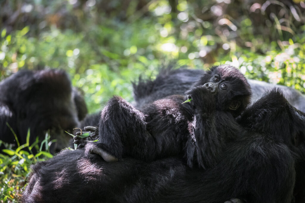 Gorille des Montagnes (Gorilla beringei beringei)