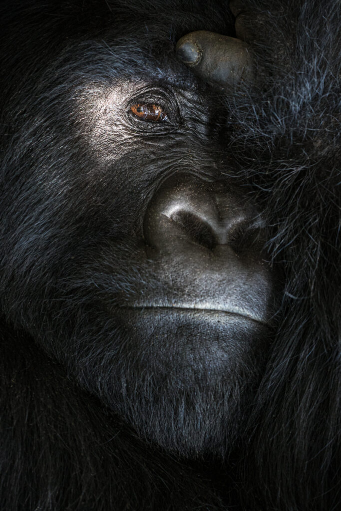 Mountain gorilla portrait (Gorilla beringei beringei)