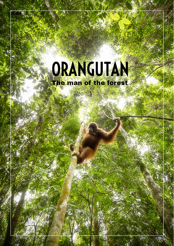 Galerie photo sur les orangs outans de Maxime Aliaga photographe de nature professionnel