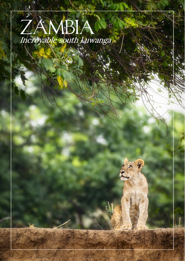 Galerie photo sur la faune sauvage de la Zambie de Maxime Aliaga photographe de nature professionnel