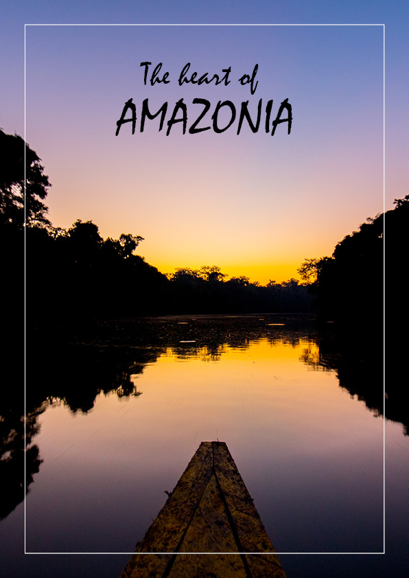 Galerie photo sur la faune sauvage de l'Amazonie de Maxime Aliaga photographe de nature professionnel