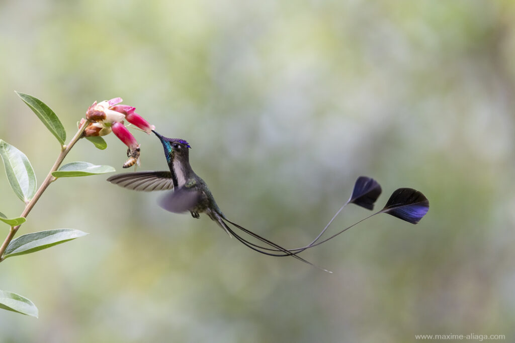 The marvelous spatuletail (Loddigesia mirabilis)