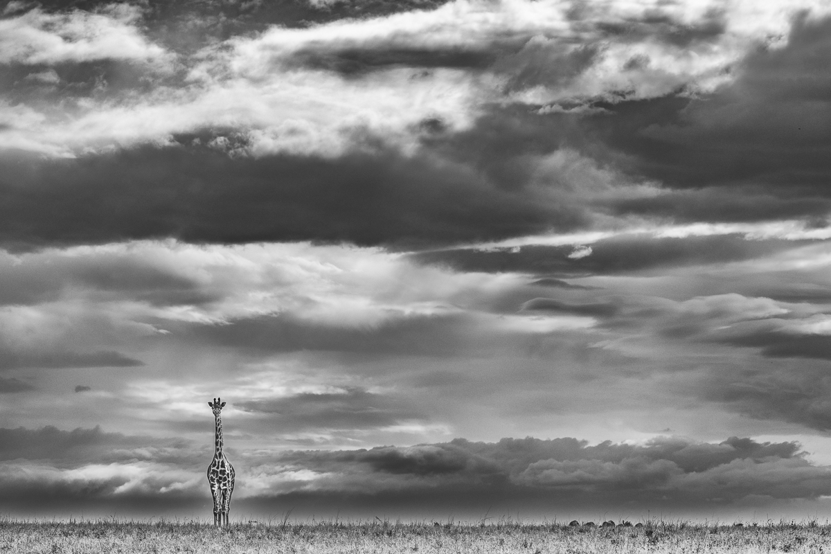 AFRICA
